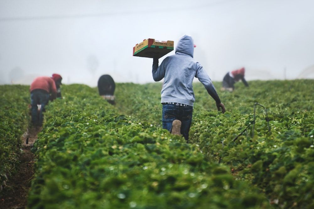 Agricultural workers harvesting crops in the field
